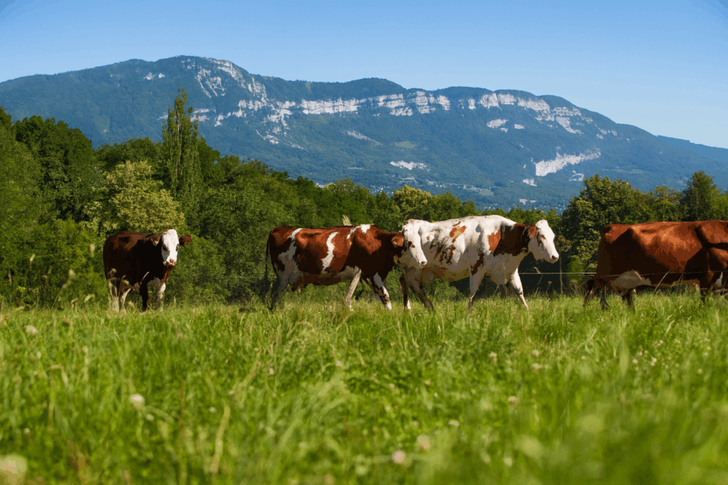 RFID for livestock