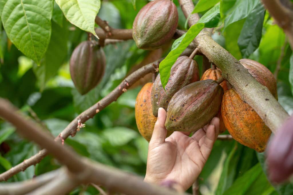 EUDR: in the Cocoa sector