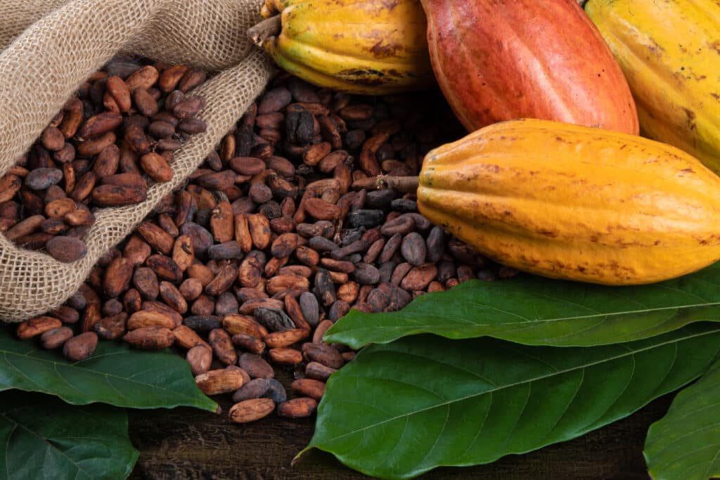 EUDR: in the Cocoa sector